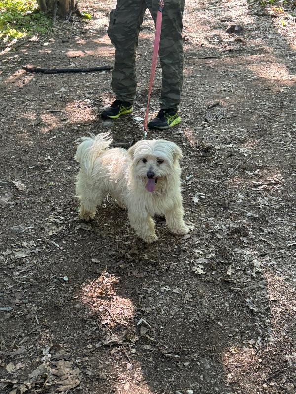 Diego, un adorabile maltese Foto 3